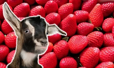 Can Goats Eat Strawberries