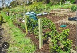 How to make a Trellis for BlackBerry