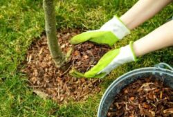 Is Pine Bark Mulch Good For Blackberries